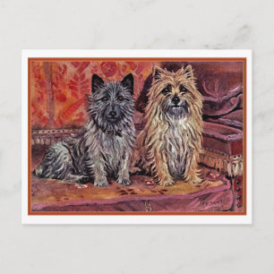 Two Cairn Terriers Postcard