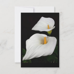 Two Calla Lilies #9