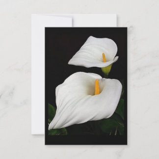 Two Calla Lilies #9