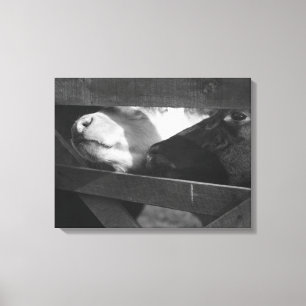 Two calves poking their noses through the gap in canvas print
