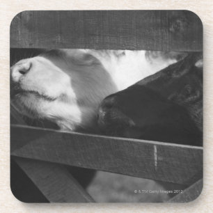 Two calves poking their noses through the gap in coaster