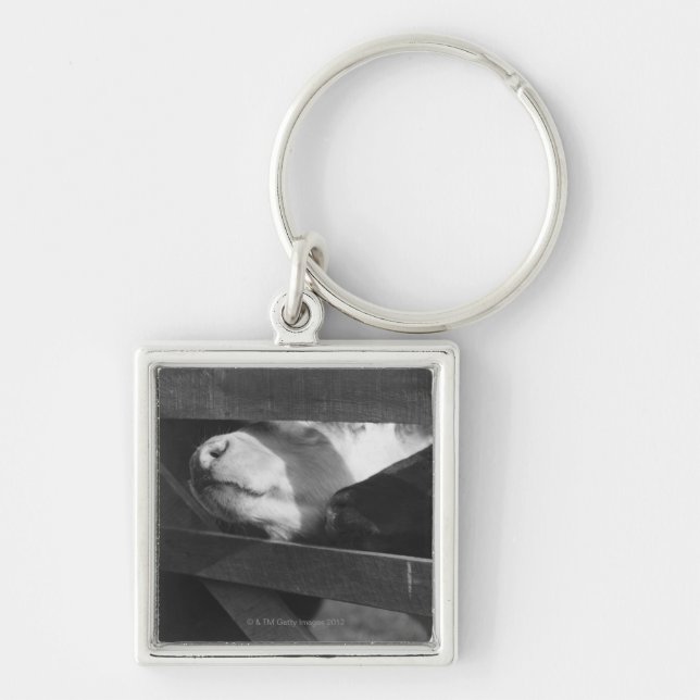 Two calves poking their noses through the gap in key ring (Front)
