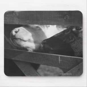 Two calves poking their noses through the gap in mouse mat