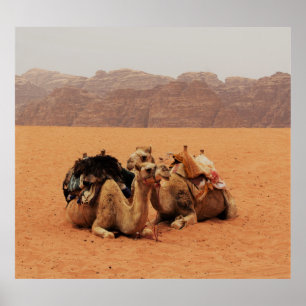 TWO CAMEL SITTING ON BROWN SAND NEAR MOUTAINS POSTER