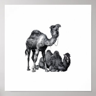 Two camels One standing One lying down drawing Poster