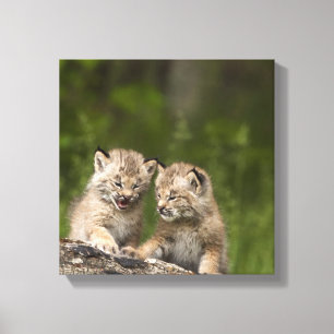 Two Canada Lynx Kittens Playing On A Log Canvas Print