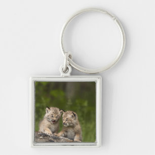 Two Canada Lynx Kittens Playing On A Log Key Ring