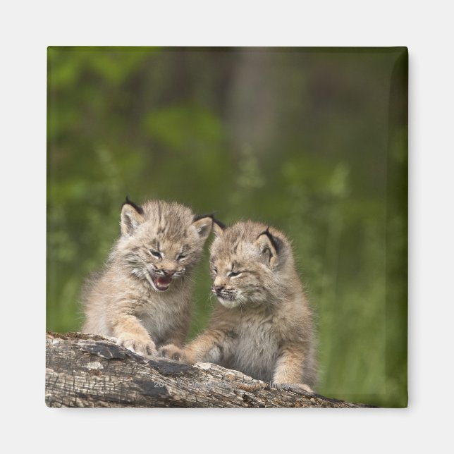 Two Canada Lynx Kittens Playing On A Log Magnet (Front)