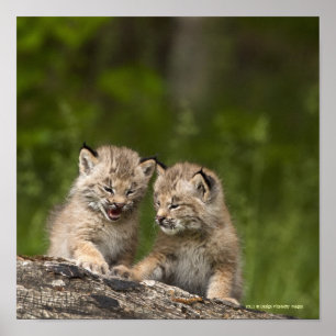 Two Canada Lynx Kittens Playing On A Log Poster