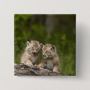 Two Canada Lynx (Lynx Canadensis) Kittens 15 Cm Square Badge