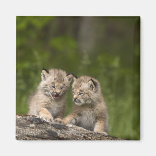 Two Canada Lynx (Lynx Canadensis) Kittens Magnet