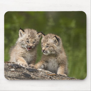 Two Canada Lynx (Lynx Canadensis) Kittens Mouse Mat