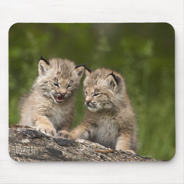 Two Canada Lynx (Lynx Canadensis) Kittens Mouse Mat (Front)