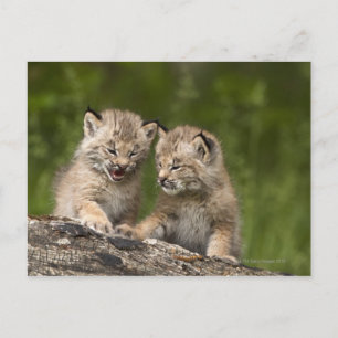 Two Canada Lynx (Lynx Canadensis) Kittens Postcard