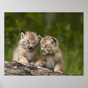 Two Canada Lynx (Lynx Canadensis) Kittens Poster