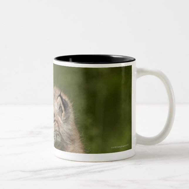 Two Canada Lynx (Lynx Canadensis) Kittens Two-Tone Coffee Mug (Right)