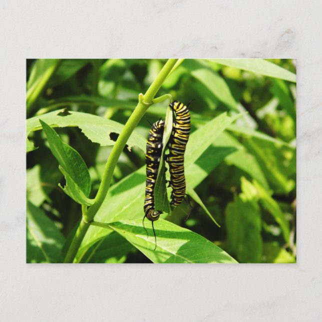 Two Caterpillars Postcard (Front)