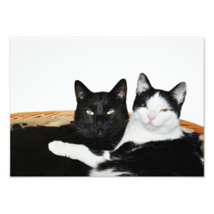Two Cats in Love Photo Prints