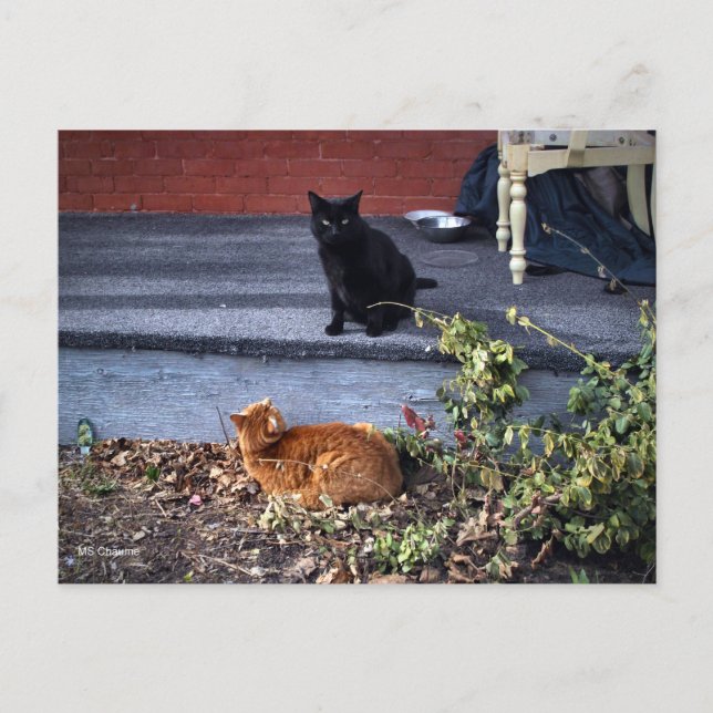Two Cats in the Yard Postcard (Front)