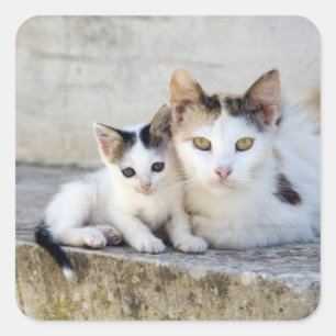 Two cats on stone steps square sticker