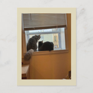 Two Cats on Window Postcard