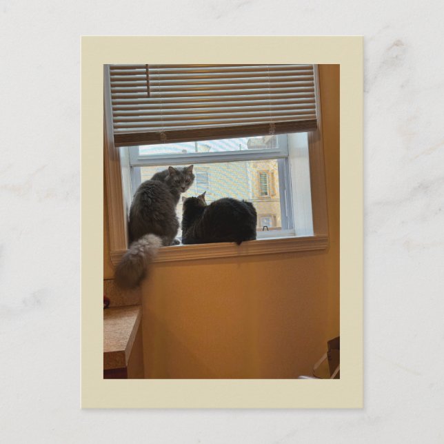 Two Cats on Window Postcard (Front)