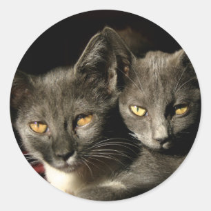 Two Cats Sticker