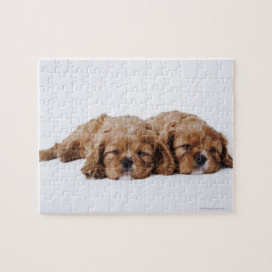Two Cavalier King Charles Spaniel puppies Jigsaw Puzzle