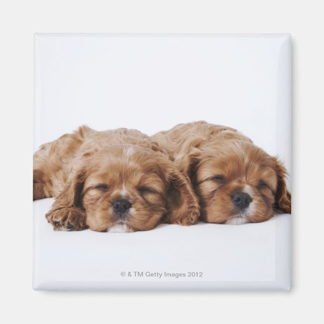 Two Cavalier King Charles Spaniel puppies Magnet (Front)