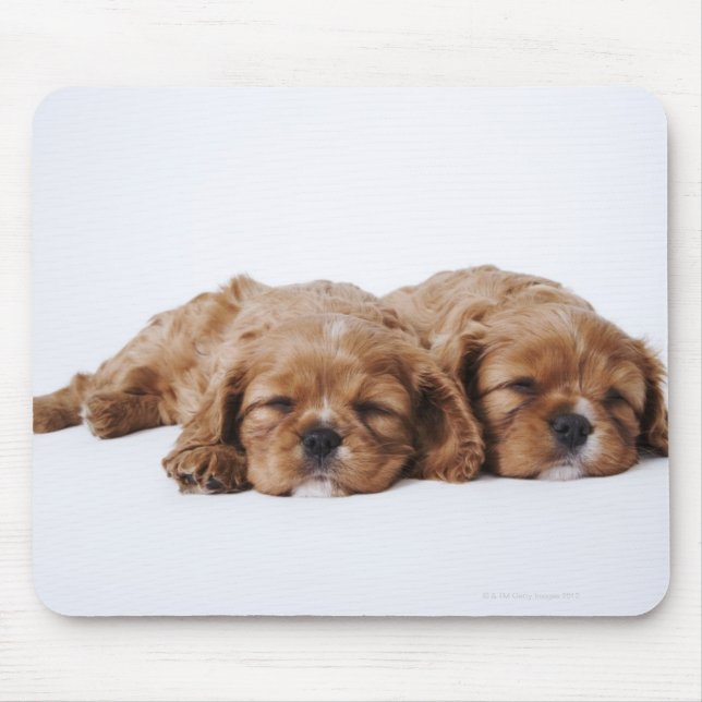 Two Cavalier King Charles Spaniel puppies Mouse Mat (Front)