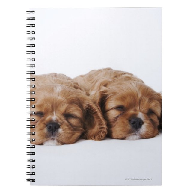 Two Cavalier King Charles Spaniel puppies Notebook (Front)