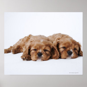 Two Cavalier King Charles Spaniel puppies Poster