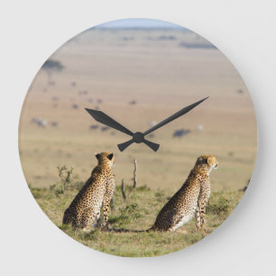 Two cheetahs on the look out large clock