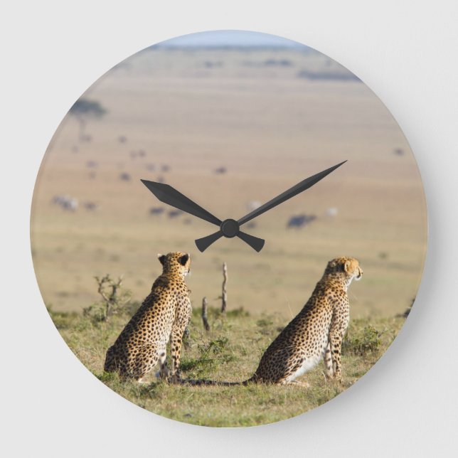 Two cheetahs on the look out large clock (Front)