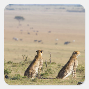 Two cheetahs on the look out square sticker