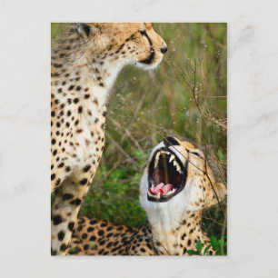 Two cheetahs postcard