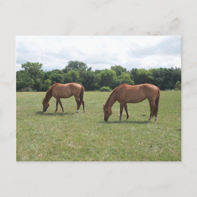 Two Chestnut Horses Grazing Postcard (Front)