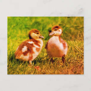 Two chicks of Egyptian Geese Postcard