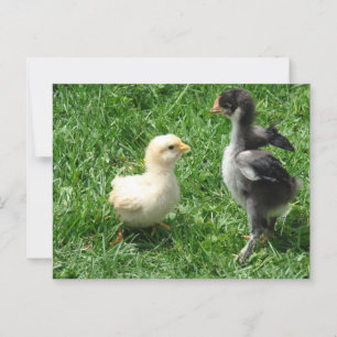 Two Chicks Slight Disagreement Postcard