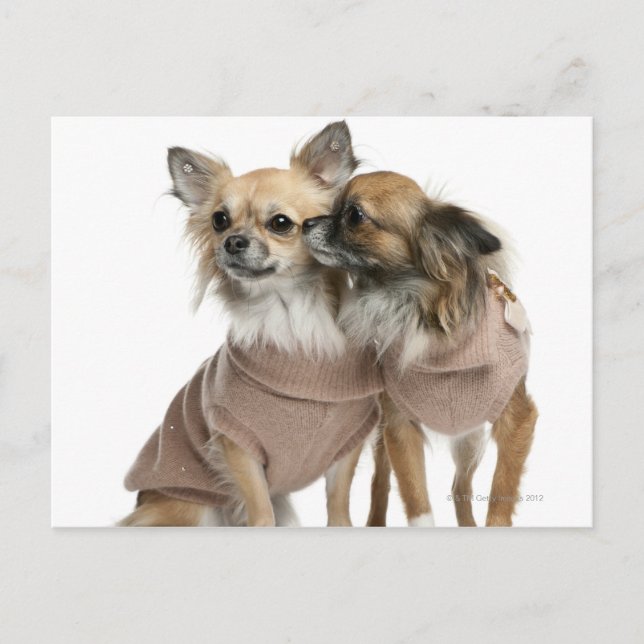 Two Chihuahuas dressed (2 years old) Postcard (Front)