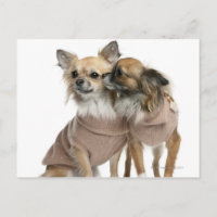 Two Chihuahuas dressed (2 years old)