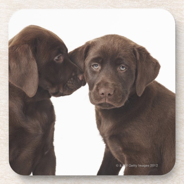 Two chocolate Labrador Retriever Puppies Coaster (Front)