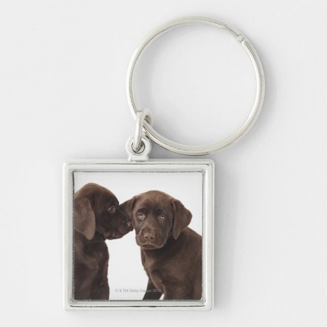 Two chocolate Labrador Retriever Puppies Key Ring (Front)