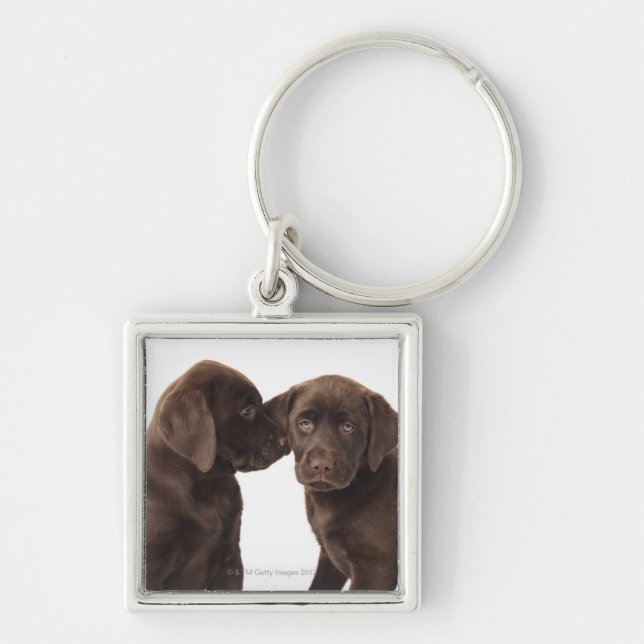 Two chocolate Labrador Retriever Puppies Key Ring (Front)