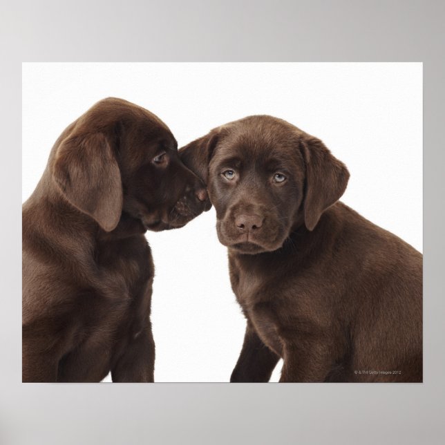 Two chocolate Labrador Retriever Puppies Poster (Front)
