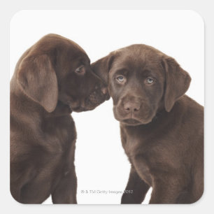 Two chocolate Labrador Retriever Puppies Square Sticker