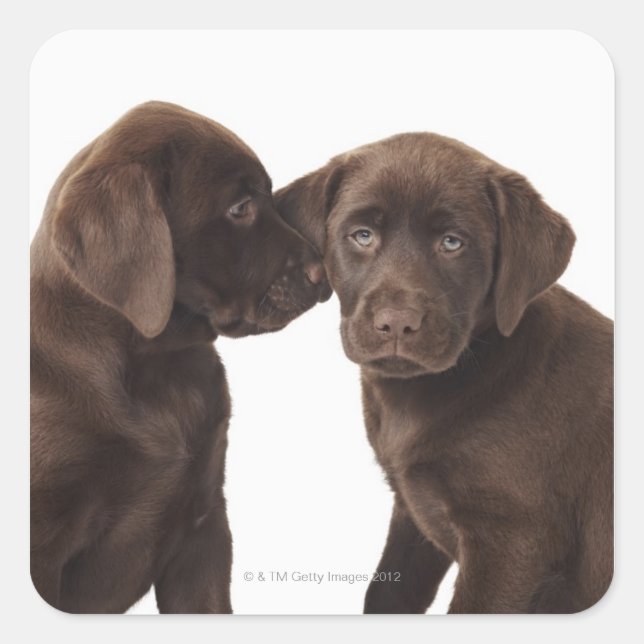 Two chocolate Labrador Retriever Puppies Square Sticker (Front)