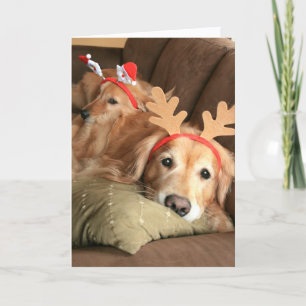 Two Christmas Holiday Golden Retrievers