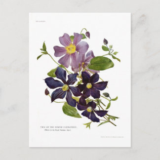 Two Clematises Postcard