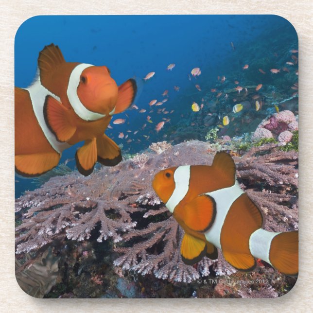 Two Clownfish Coaster (Front)